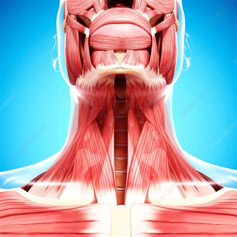 Human Neck Musculature Artwork Stock Image F0072330 Science