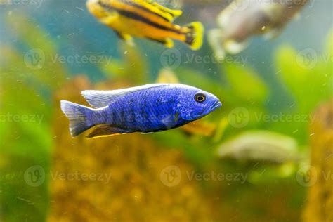 Malawi Cichlids Fish Of The Genus Sciaenochromis 1048583 Stock Photo