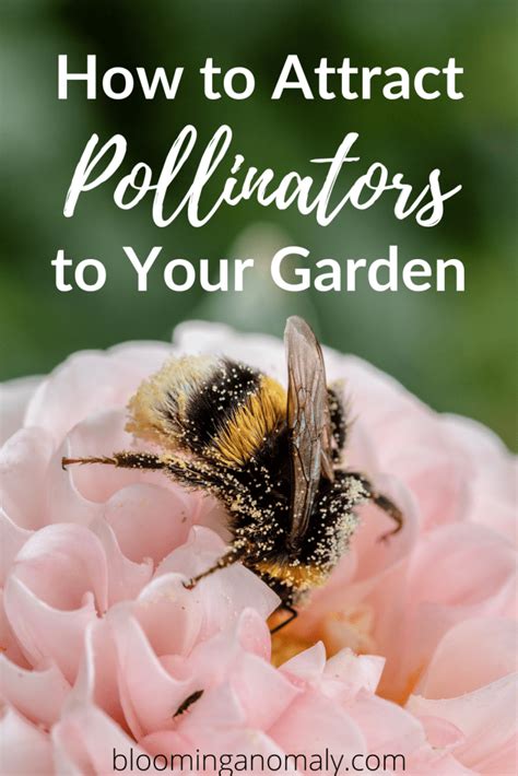 How to attract bees to your garden. How to Attract Pollinators to Your Garden - Blooming Anomaly