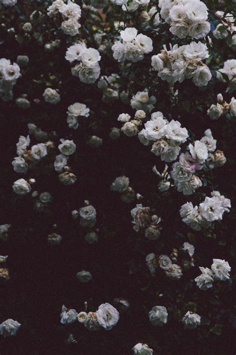 Tumblr is a place to express yourself, discover yourself, and bond over the stuff you love. Noelito Flow | Flower aesthetic, Nature, Plants