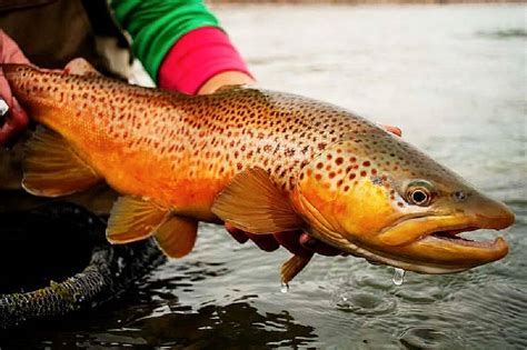 The Real Color Of Brown Trout Eggs Match The Hatch Guide Recommended