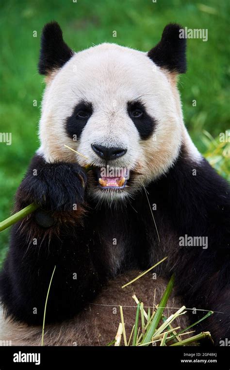 Giant Panda Male Eating Bamboo Ailuropoda Melanoleuca Captive