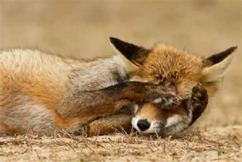 Shy Animals Say No To Pictures