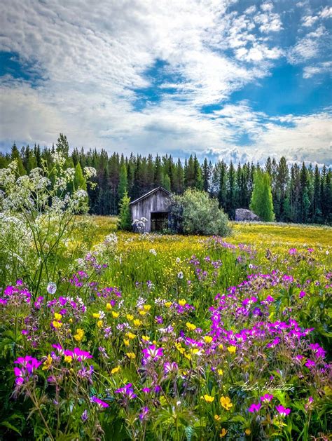 🇫🇮 Wildflowers In The Field Finland By Asko Kuittinen 🌾🌸 Nature