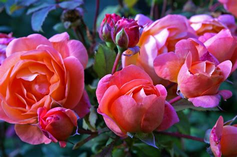 Fotos Gratis Naturaleza Pétalo Florecer Verano Rosa Naranja