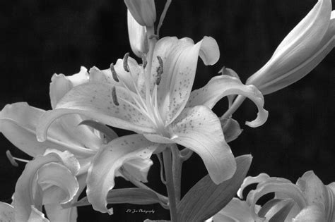 Stargazer Lilies In Black And White Photograph By Jeanette C Landstrom
