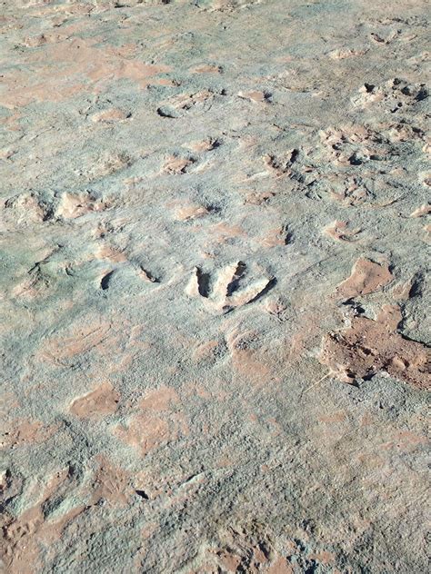 Dinosaur Tracks 3 In Moab Off Mill Canyon Road Dinosaur Footprint