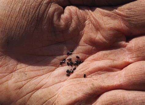 Lavender Planting Care And Trimming This Fragrant Flower Into Mounds