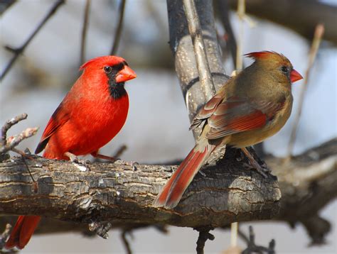 Northern Cardinal Pair Our State Bird In North Carolina A Photo On
