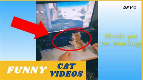 Paws Up For The Fail 😹 Funniest Cats Afv 2020 Youtube