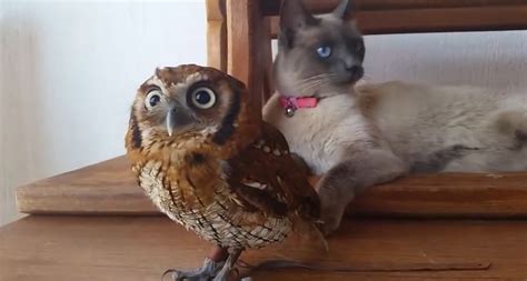 Cat And Owl Just Hanging Out Everything Is Awesome