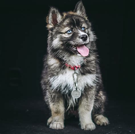 Siberian husky puppies offer incredible fun and companionship for those who desire a loyal, smart and athletic dog. Cute Puppy in 2020 | Agouti husky, Cute puppies, Husky puppy