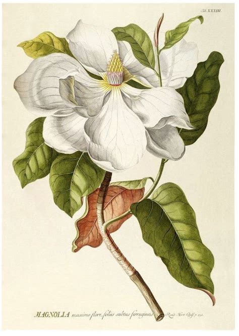 Magnolia Plantae Print Botanical Illustration Botanical Drawings