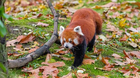 Download Wallpaper 2560x1440 Red Panda Leaves Branches Dry Wildlife