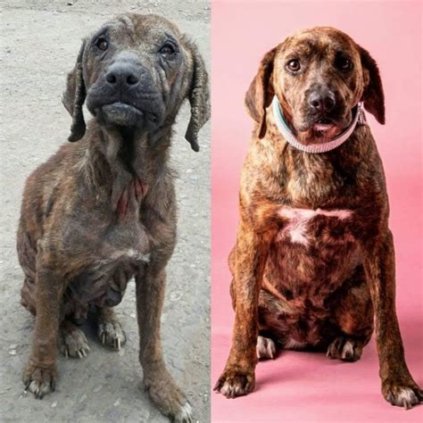 Pictures Of Dogs Before And After Being Rescued Shows What Love Can Do