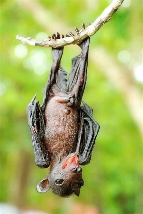 Bat By Anake Seenadee On 500px Bat Species Cute Bat Fruit Bat