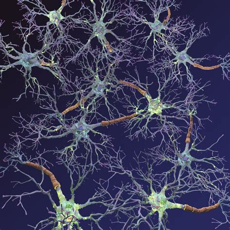 Neurons Synapses Myelin C4d