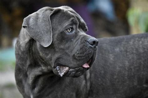 500 Most Badass Italian Cane Corso Dog Names 2024