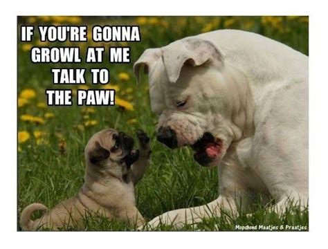 If Youre Gonna Growl At Me Talk To The Paw Pugs Funny Funny Animal