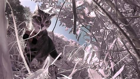 Islands Feral Cats Kill Surprisingly Few Birds Video Shows