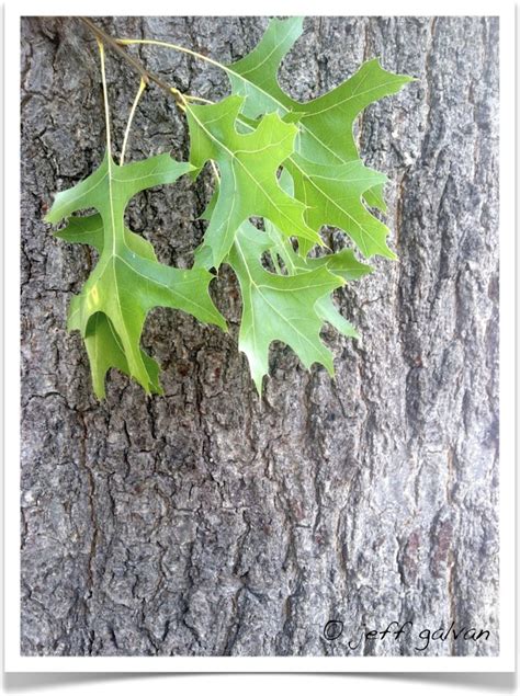 Pin Oak Quercus Palustris Leaves And Bark Boulder Tree Care