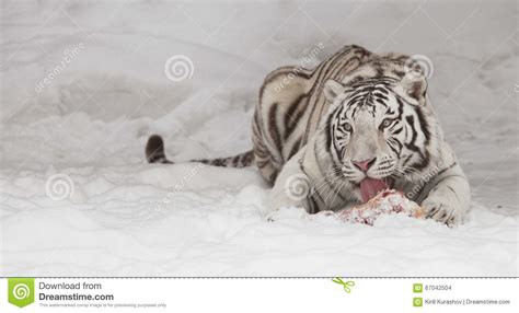 White Tiger Eating Meat Stock Photo Image 67042504