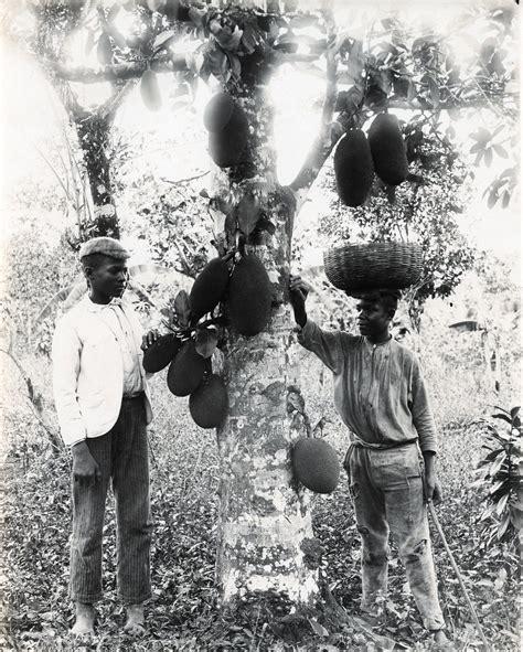 a duperly and sons jackfruit jamaica item title jackfr… flickr