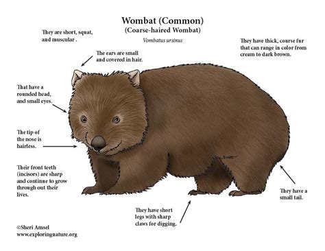 Wombat Common