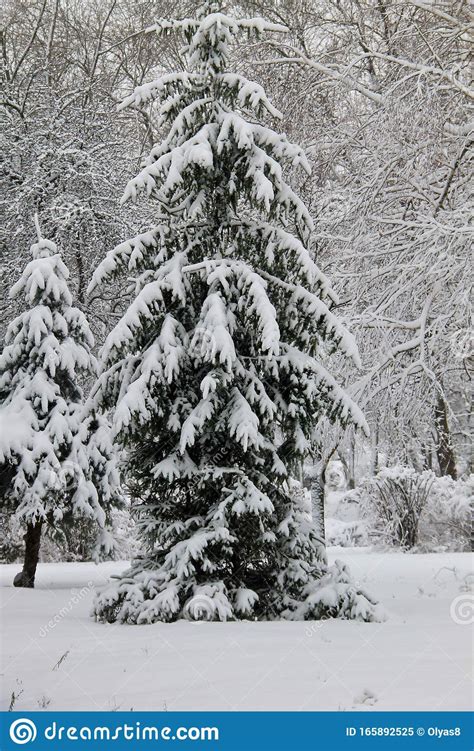 Spruce Tree In Winter Park Stock Image Image Of Rime 165892525