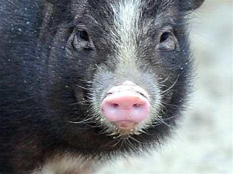 Hogs Eat Their Farmer In Oregon Cbs News