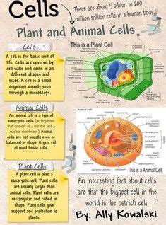 They are then sent into the golgi bodies or inserted into the cell membrane. The cell (from Latin cella, meaning "small room") is the ...