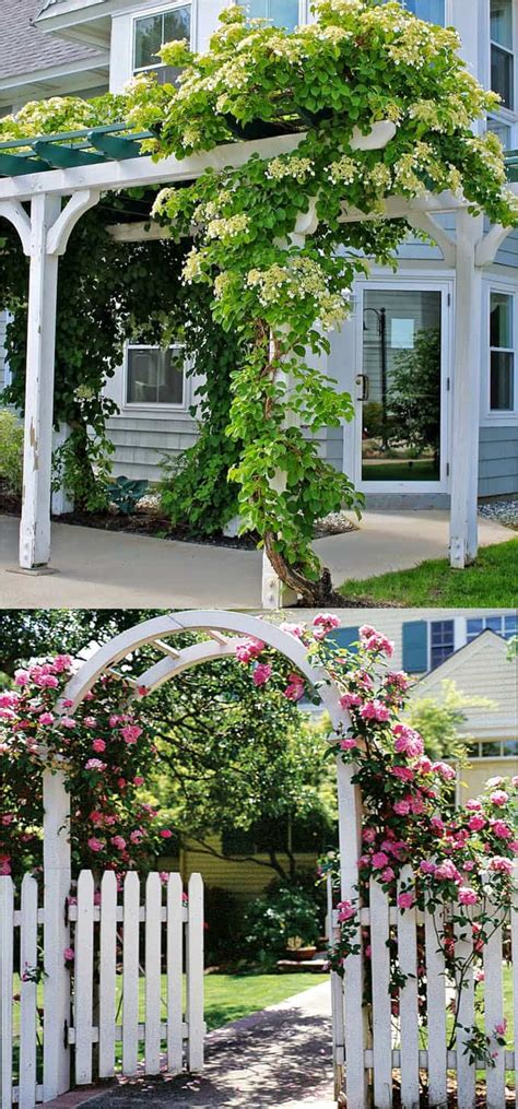 You may have even seen a couple of spectacularly bad renderings of me drawing a. 20+ Favorite Flowering Vines and Climbing Plants - A Piece ...