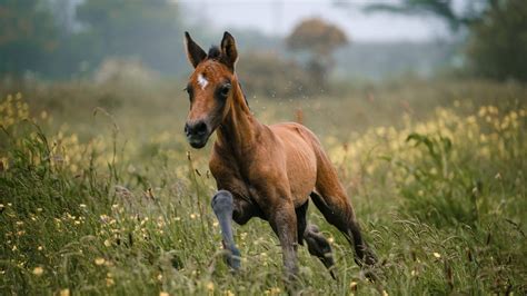 Download Brown Horse Foal Galloping In Buttercup Field Wallpaper