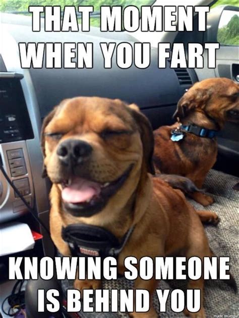 Funny Animal Pictures Of The Day 25 Pics Funny Dog Memes Funny