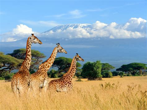 kenya travel guide everything you need to know about visiting kenya