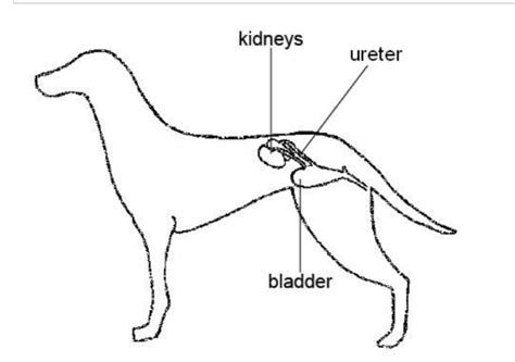 5 Facts About Your Dogs Bladder Dog Discoveries