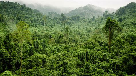 Wallpaper Jungle Tropical Forest Trees Green 3840x2160 Uhd 4k