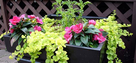 Growing Roses In Containers Groomed Home