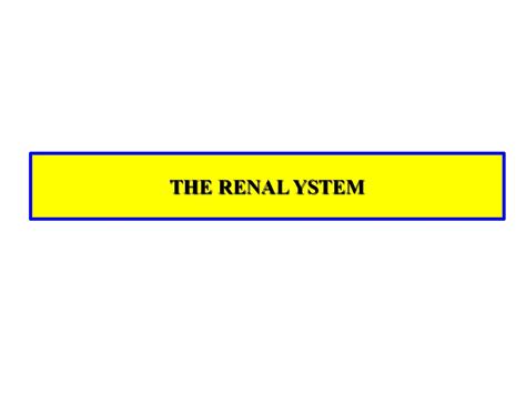 Solution Renal System Studypool