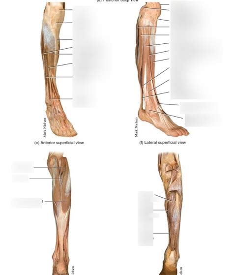 Anatomy Muscular Calf Real Diagram Quizlet