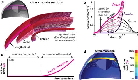 Modeling The Ciliary Muscle Subsections A The Illustration Shows The