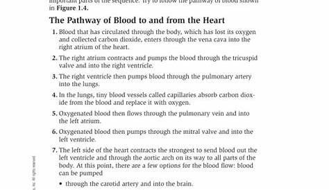 Blood Flow Sequence
