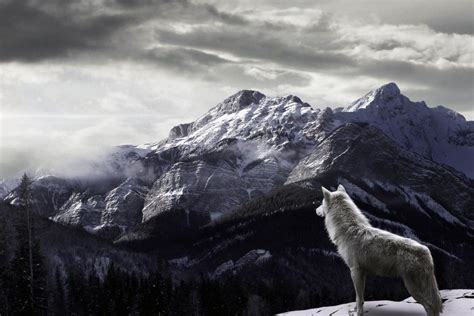 Hd Wolf Wallpapers ·① Wallpapertag