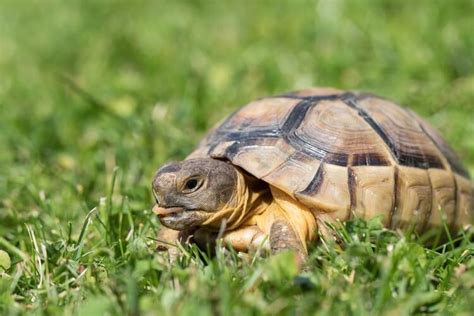 They love to interact with their keeper, explore their enclosures as well as spend time outside on the sunnier days throughout summer. 10 Best Pet Tortoise Breeds for Beginners - Everything ...