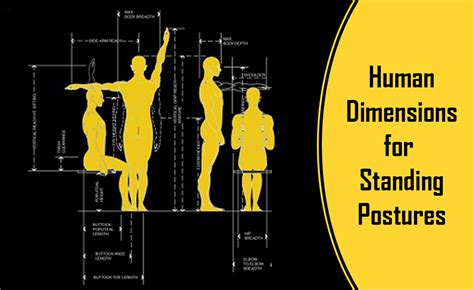 Average Human Sitting Posture Dimensions Required In Interior Design