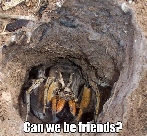 One of the biggest nope creatures that are not from australia. Identify Spider (*Warning* Photo Included) - Honda-Tech ...