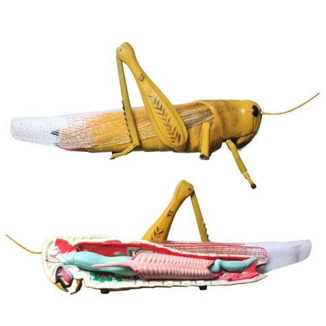 Buy Geefsu Locust Anatomical Model For Classroom Presentations Help