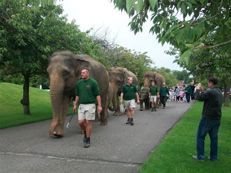 The zoo's chief curator, malcolm fitzpatrick. ZSL Whipsnade Zoo - Luton Airport Taxis LTD