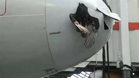 Bird Stuck In Nose Of American Airlines Jet After Striking It Abc7