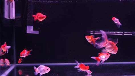 Pink Oranda Goldfish Top 7 Things That You Need To Know